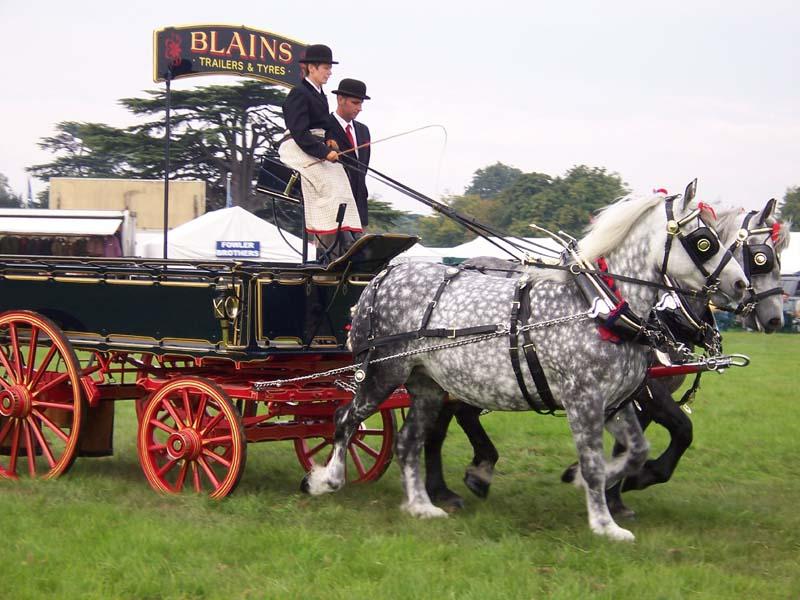 Paire de Percherons attelés à un chariot publicitaire, aux États-Unis.