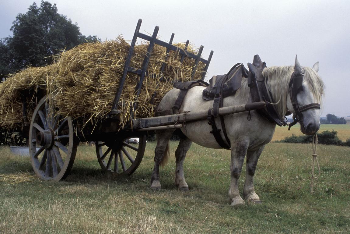 Percheron attelé à une charrette de foin typique de l'entre-deux-guerres (reconstitution).