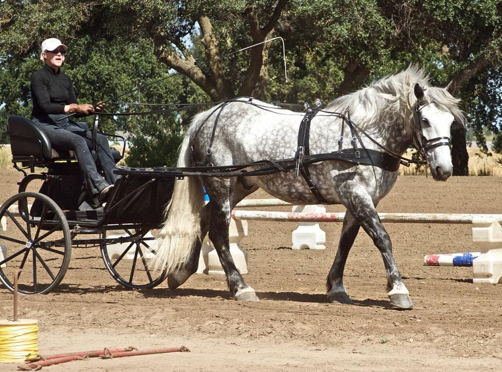 Race Percheron - L'attelage de loisir et de compétition est l'une des raisons du regain de popularité de la race.