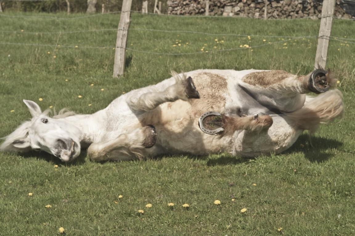 Percheron se roulant sur le sol. - INRA DIST from France — Percherons Elevage de Pascal LEBEGUE (Ferme de MONTAUMER )-50-cliche Jean Weber