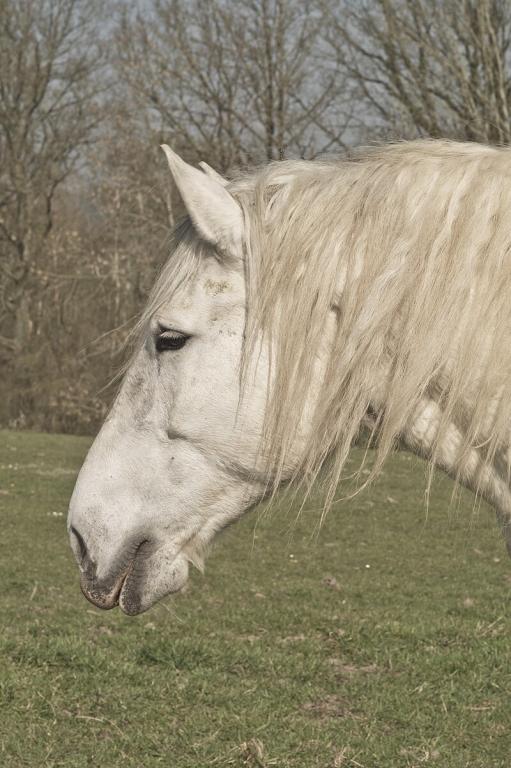 Profil de tête d'un Percheron gris. -INRA DIST from France — Percherons Elevage de Pascal LEBEGUE (Ferme de MONTAUMER )-19-cliche Jean Weber