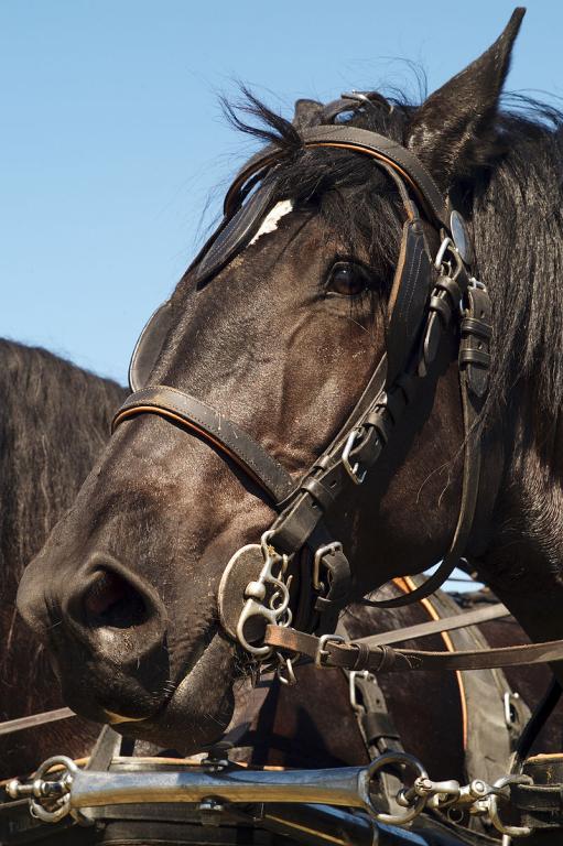 Profil de tête d'un Percheron noir. - INRA DIST from France — Percherons Noirs Cl J Weber10