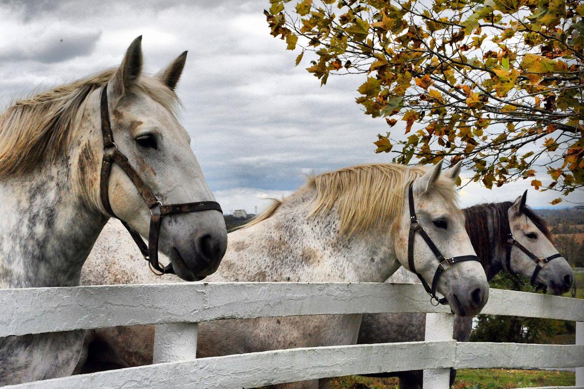 Percherons dans un élevage à Pleasant Hill, dans le Kentucky. -Carl Wycoff — originally posted to Flickr as Pleasant Hill Percherons