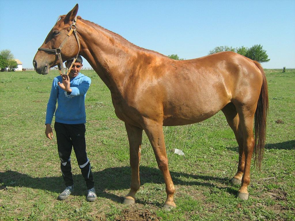 Pleven au haras de Kabiuk, alezan, au modèle  - Photo : Plamen Ivanov