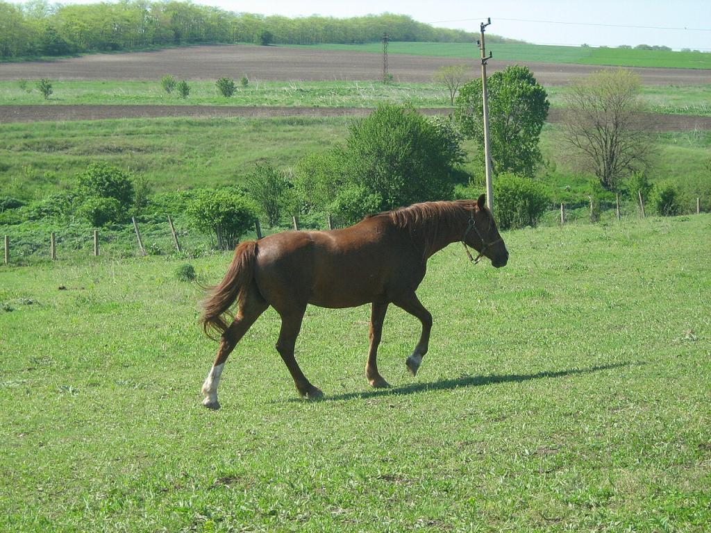 Pleven au pas dans son pré. - Photo : Plamen Ivanov 