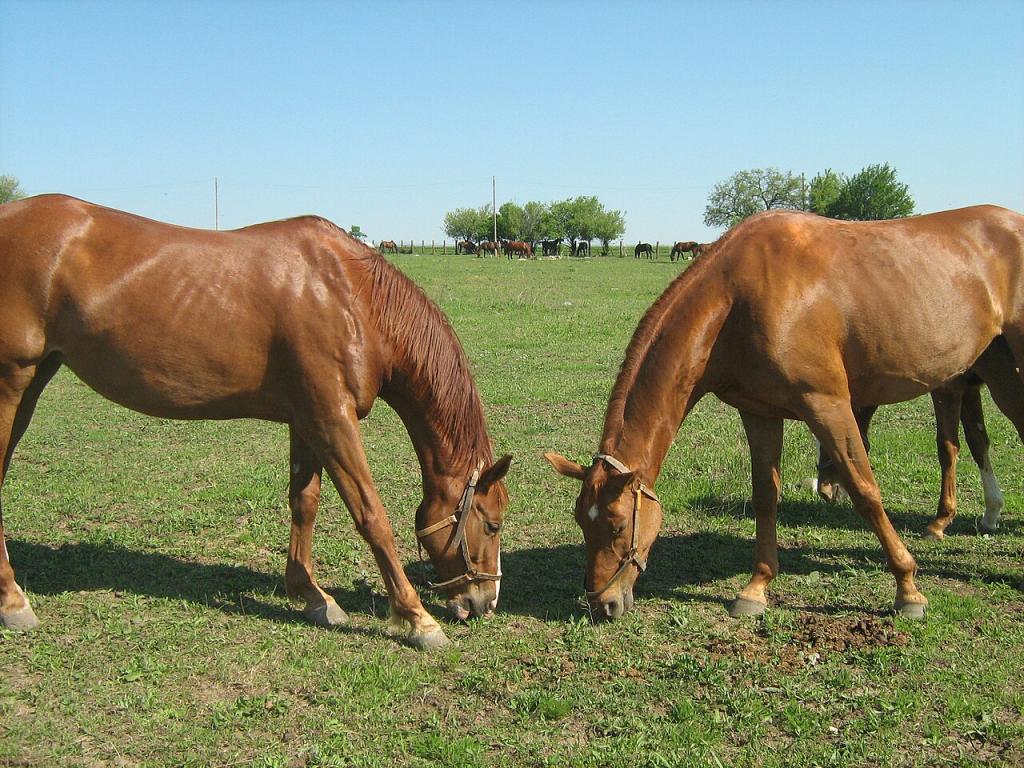 Pleven broutant au haras de Kabiuk. - Photo : Plamen Ivanov 