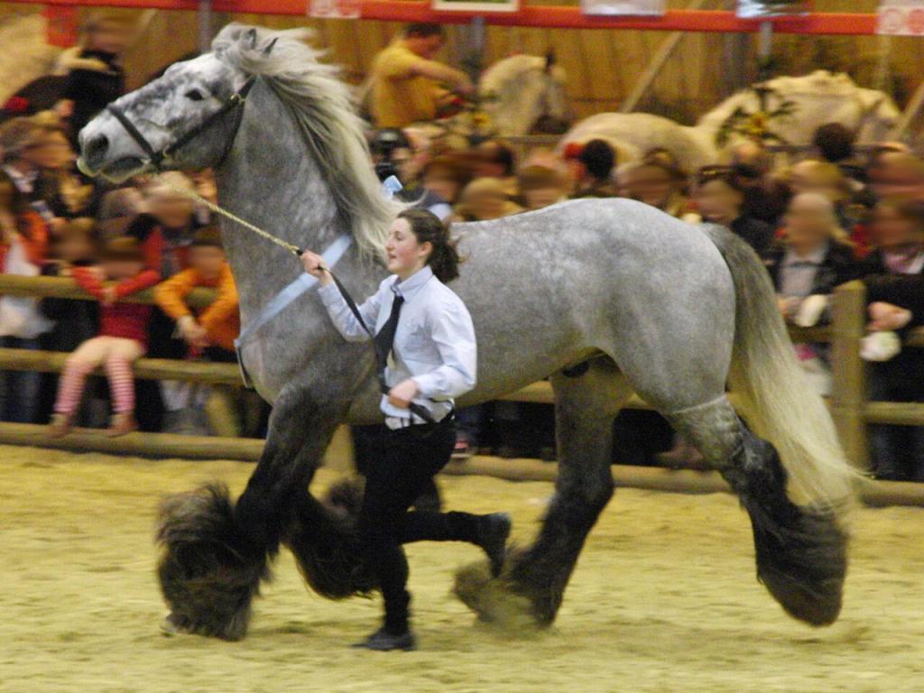 Étalon Poitevin Mulassier gris au trot lors du concours Modèles et Allures de la race au Salon international de l'agriculture 2012, Paris, France. - Photo :  Eponimm