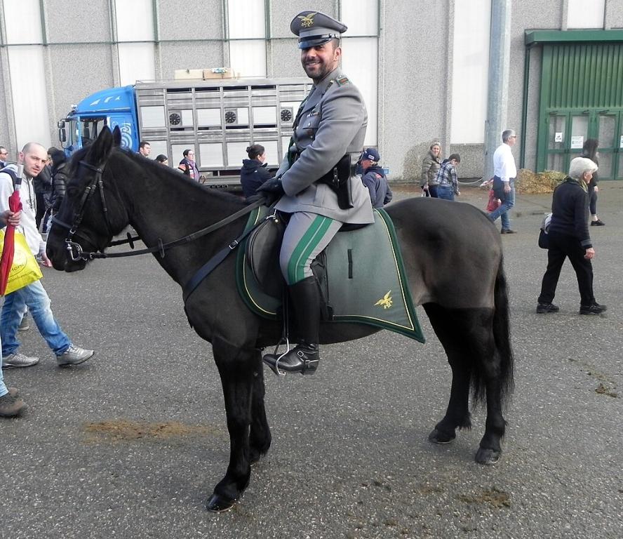Poney de Monterufoli appartenant au Corpo Forestale dello Stato, à la Fieracavalli 2014. - CC BY-SA 3.0 - Justlettersandnumbers 