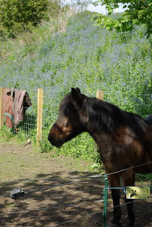 Avant-main d'un poney des îles Féroé de robe baie, en pelage d'été. - Photo : Nick 