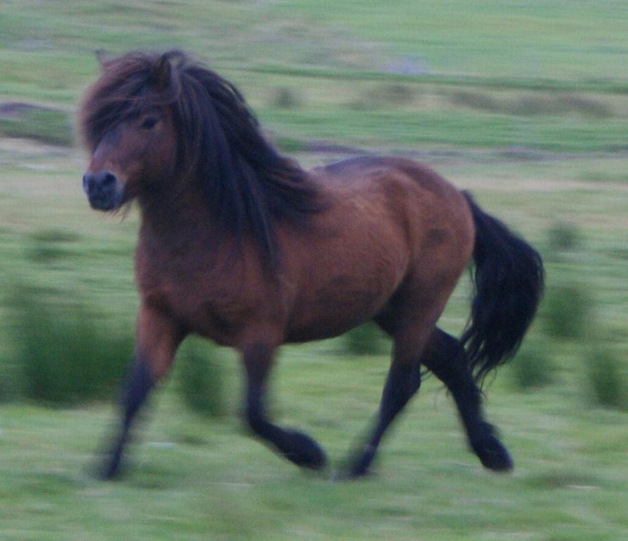 Poney des îles Féroé au trot. Photo : Maria Joensen - Faroe Islands