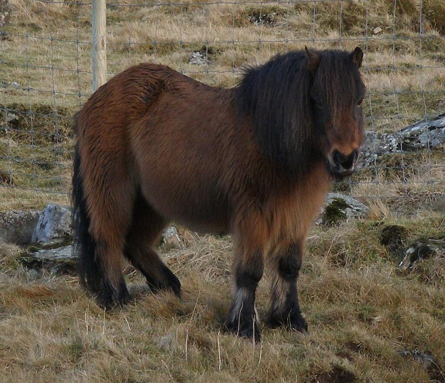 Le poney féroïen bai Grani 1 en pelage d'hiver, en 2006, à l'âge de 19 ans. - Photo : Klara Christiansen - Faroe Islands