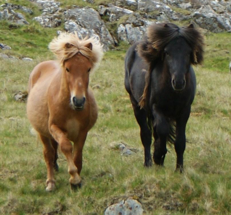 Deux poneys des îles Féroé au pas. - Photo : Maria Joensen - Faroe Islands 