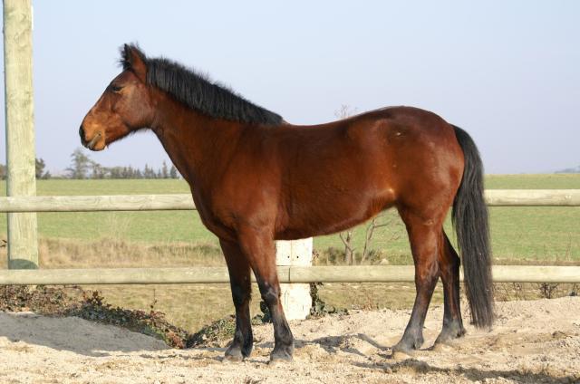 Poney Français de Selle - CC BY-SA 3.0 - Eponimm