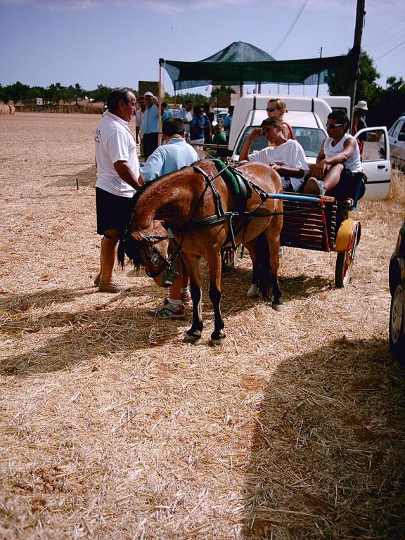 Un poney à Majorque. - CC BY-SA 3.0 - Plàcid Pérez Bru
