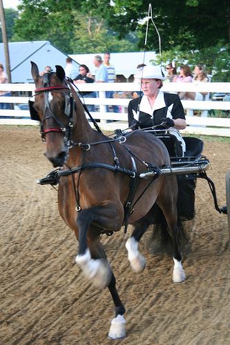 Buggy attelé d'un poney Hackney - CC BY-SA 2.0 - John Goetzinger