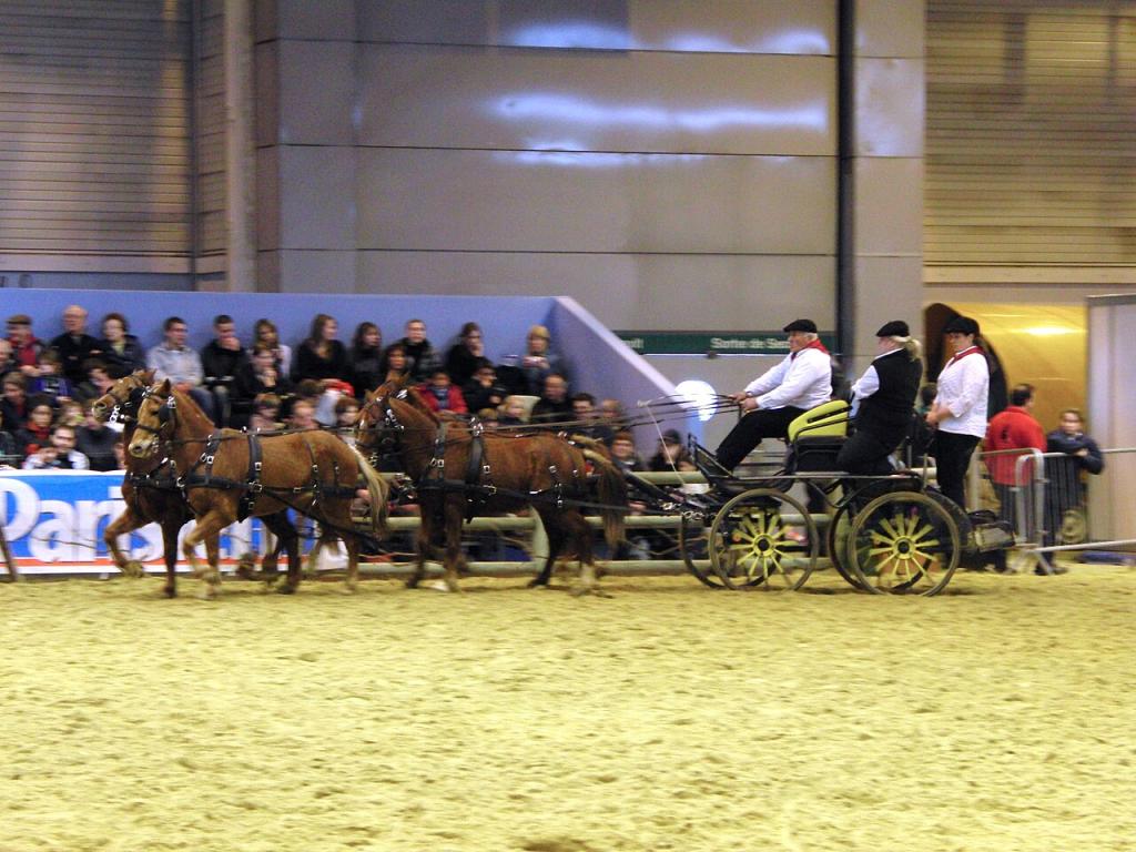 Attelage de poneys landais au salon international de l'agriculture de Paris en mars 2010. - CC BY-SA 3.0 - Eponimm 