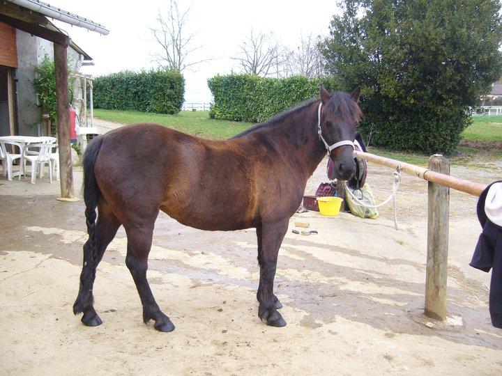 Ninja du Cassou, ponette landaise au modèle. - CC BY-SA 3.0 - Eponimm 
