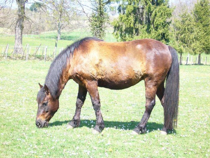 Ponette landaise dans son pré. - CC BY-SA 3.0 - Eponimm 