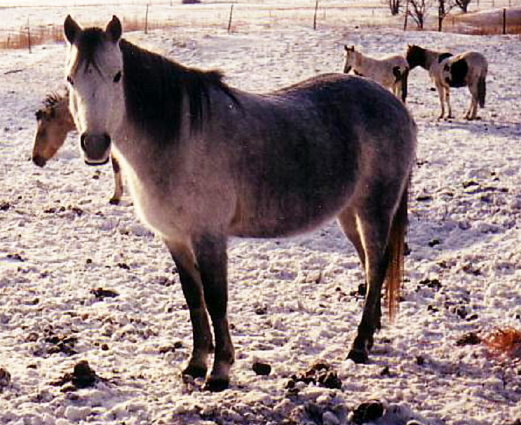 Poney rustique canadien  - CC BY-SA 3.0 -  Amazona01. SriMesh 