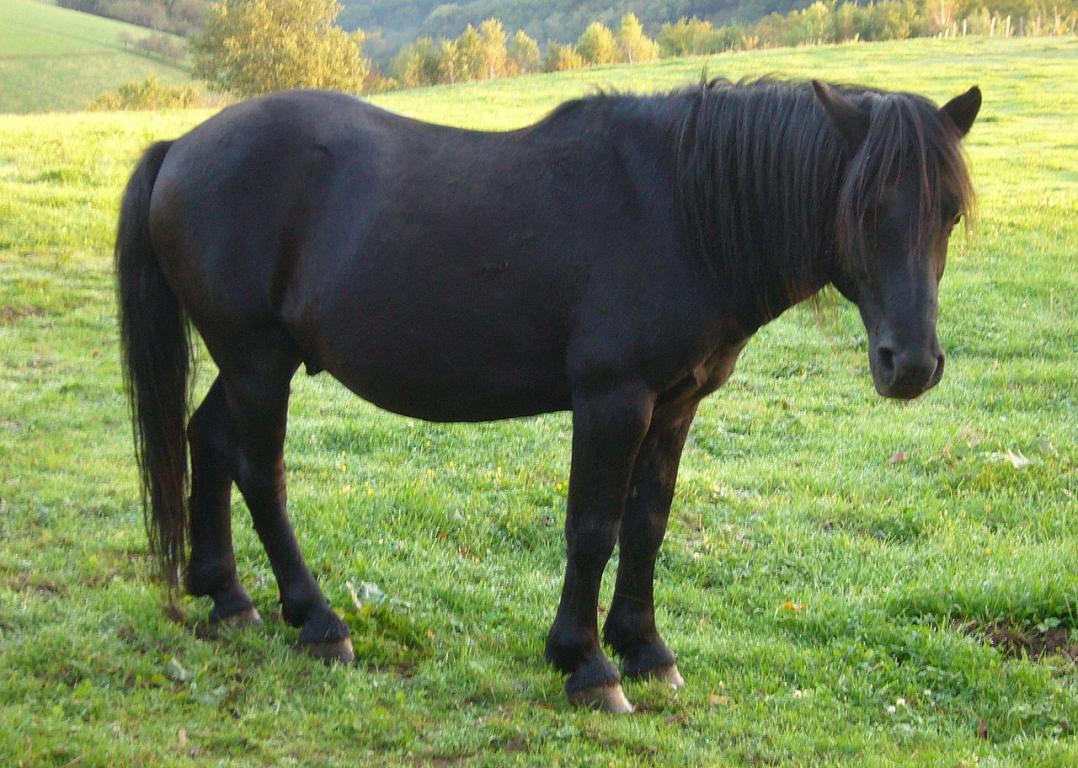 Horse image