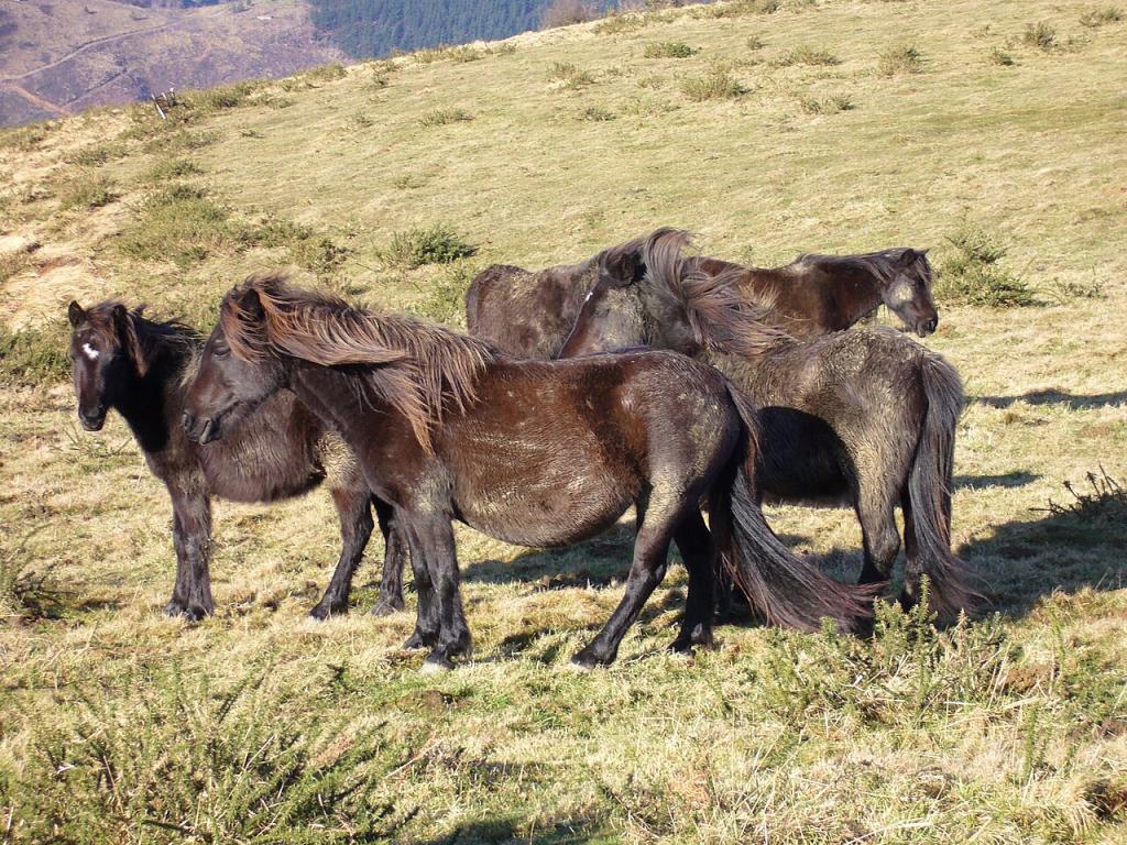 Groupe de pottokak de montagne, le type originel. - CC BY-SA 3.0 - Antxon Gomez 