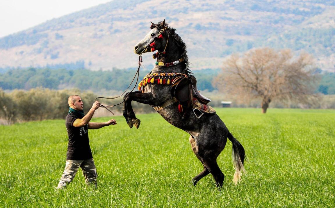 Arabe gris cabré et paré d'un harnachement traditionnel. - Domaine public - Lehava Sakhnin