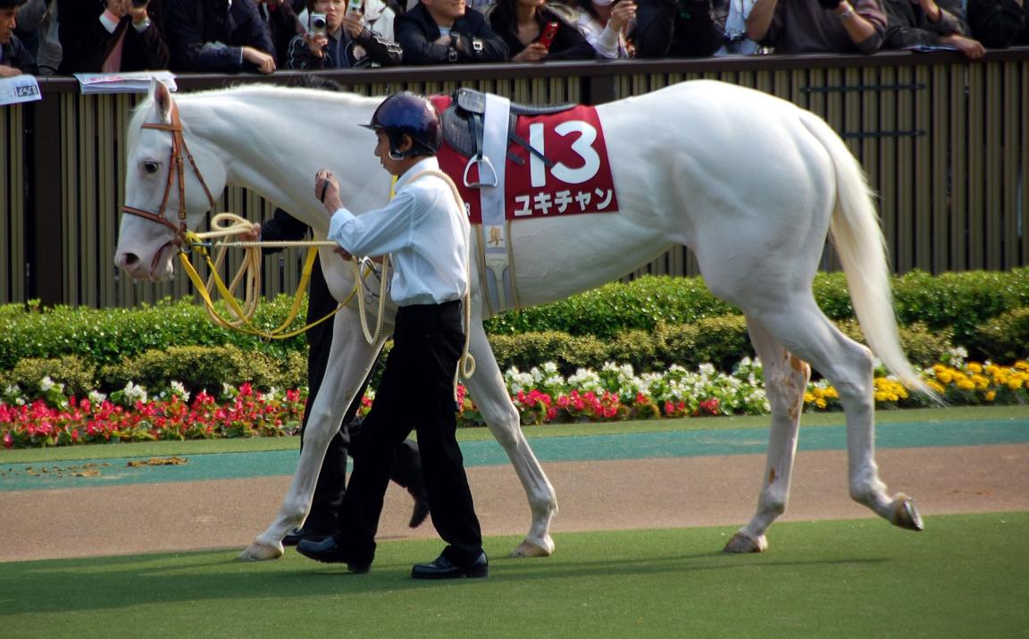 Yukichan, un Pur-sang né au Japon, porte une robe complètement blanche. - Photo : kanagen