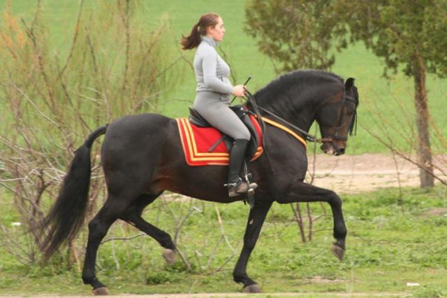 Le Pure race espagnole Becario V Yeguada Sarradel-Caron, à Séville. - Photo : Realinou 