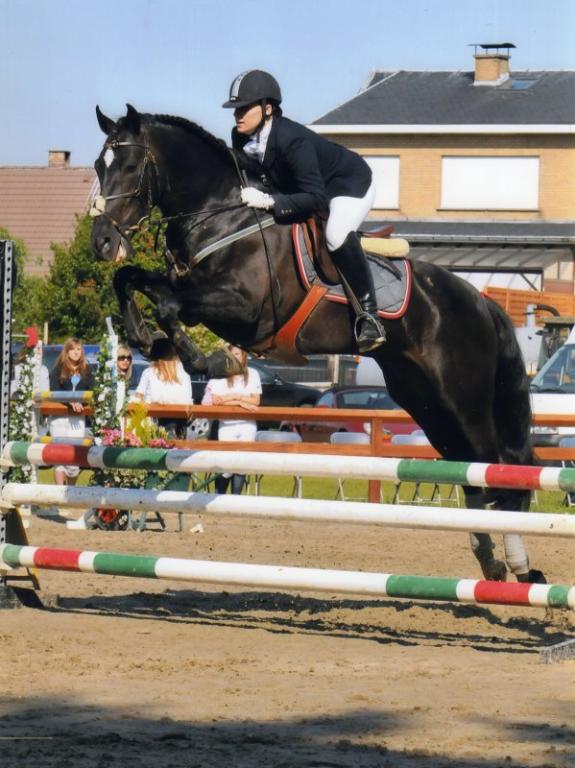 Pure race espagnole sur un concours de saut d'obstacles. - Photo : Realinou