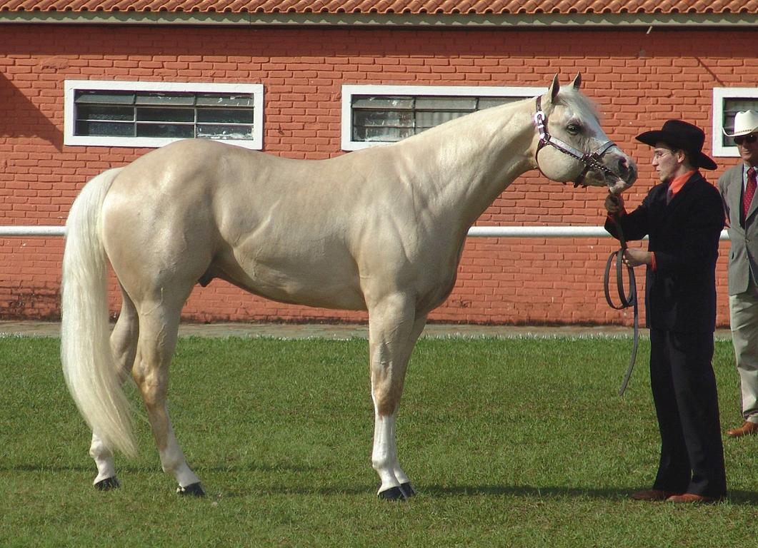 Quarter Horse de halter, vu de profil. - CC BY 2.5 - Pitke 