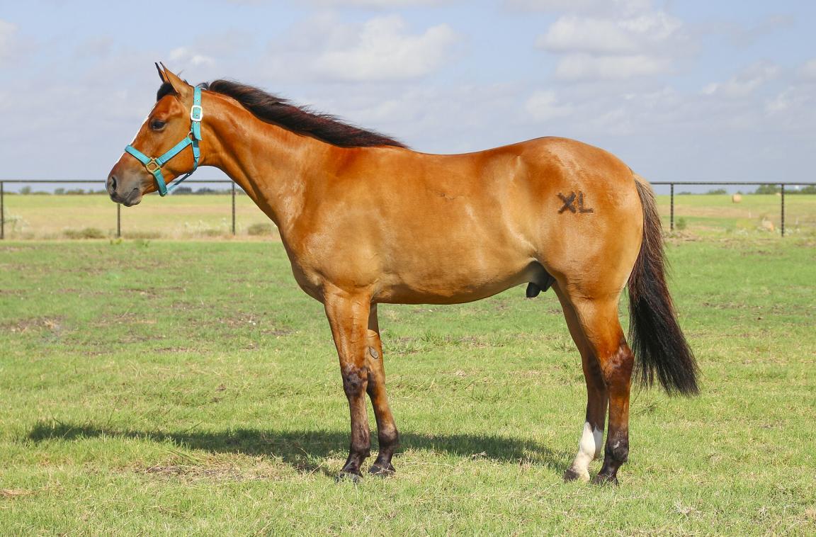 Quarter Horse au modèle, vu de profil. - CC BY-SA 4.0 - Betty Wills (Atsme) 