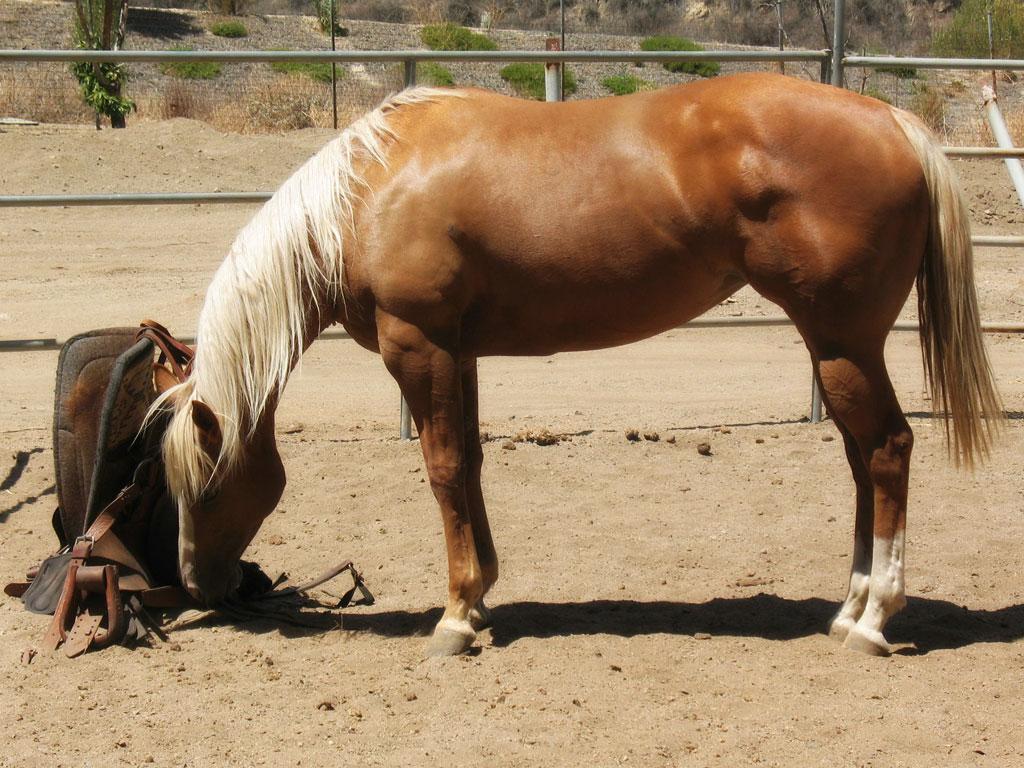 Quarter Horse standard. - CC BY 2.0 - Linda 