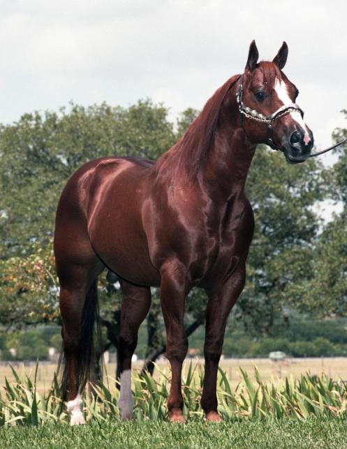 L'étalon Quarter Horse Doc Quixote, dans les années 1970. - CC BY-SA 4.0 - Don Shugart Photography