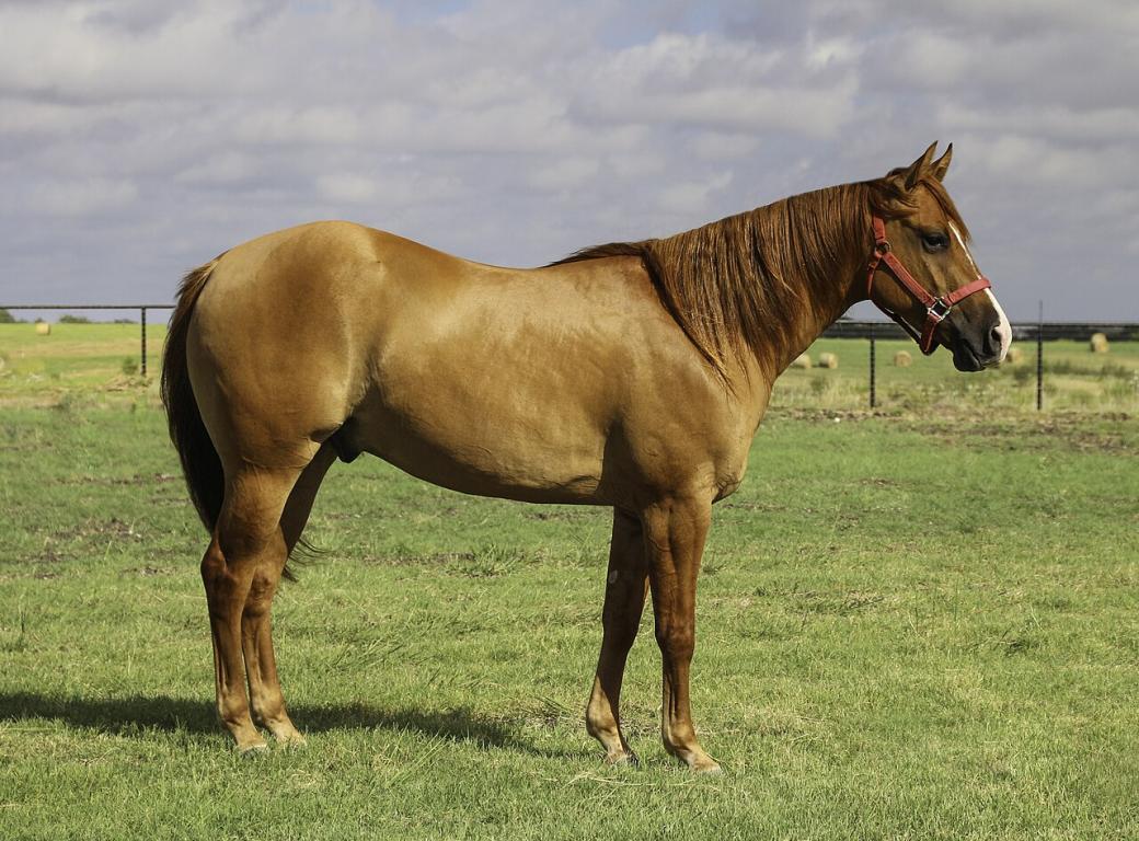Hongre Quarter Horse alezan, au Texas. L'arrière-main très développée est caractéristique. - CC BY-SA 4.0 - Betty Wills (Atsme)
