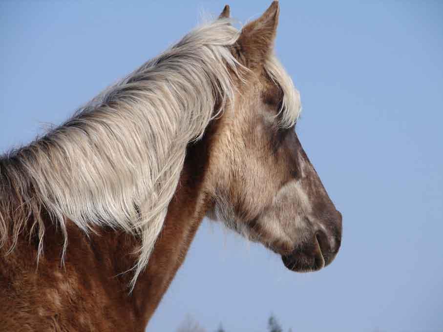 Tête d'un Rocky Mountain Horse. - CC BY-SA 3.0 