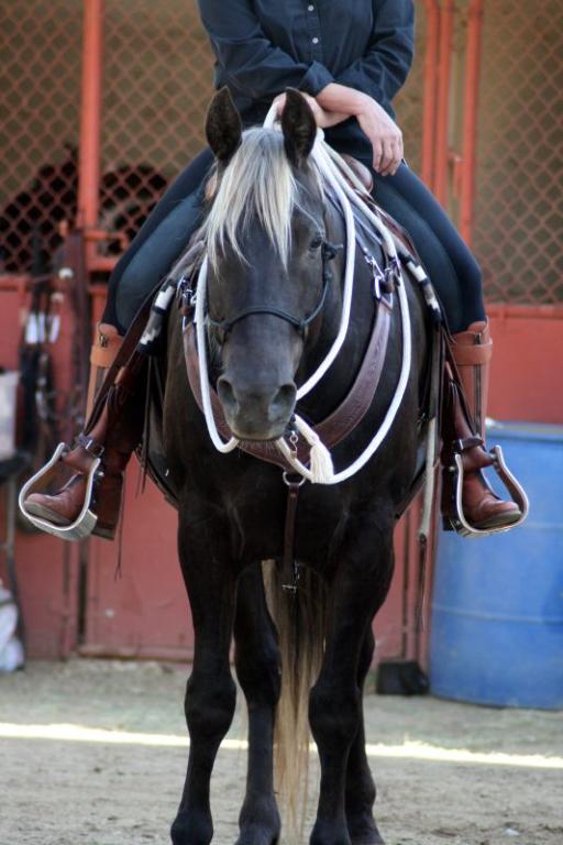 Un Rocky Mountain Horse monté en équitation western. - CC BY 2.0 - Just chaos 