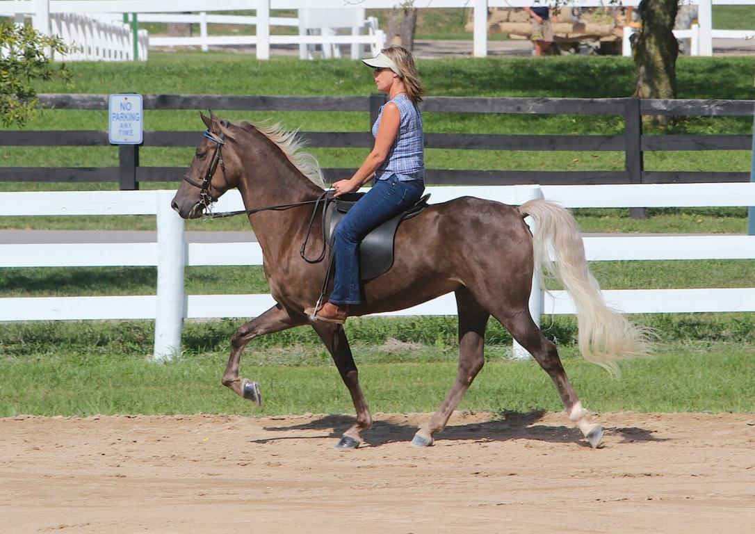 Un Rocky Mountain Horse pratiquant le single-foot. - CC BY 2.0 - Heather Moreton