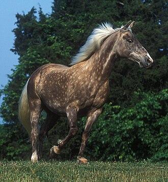 Rocky Mountain Horse - CC BY 2.0