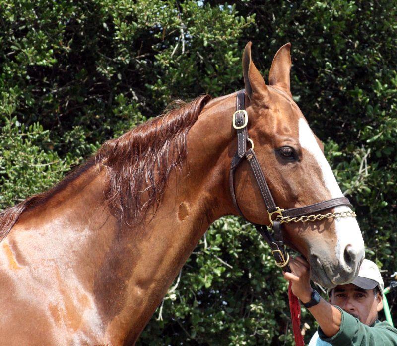 Tête d'un American Saddlebred. - CC BY 2.0 - Just chaos 