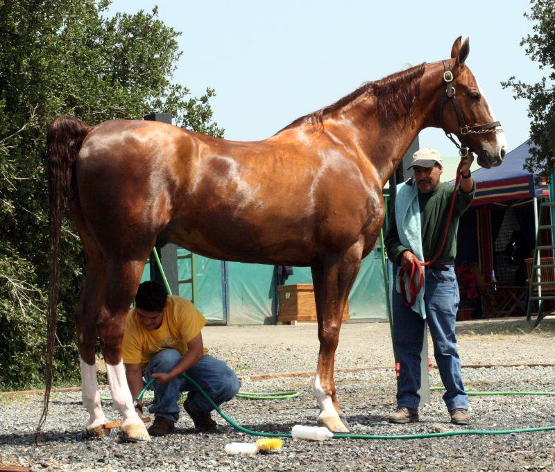 Cheval Saddlebred au modèle. - CC BY 2.0 - Just chaos 