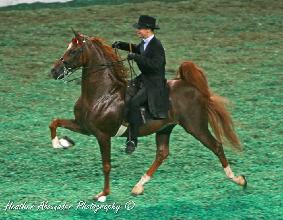 American Saddlebred pratiquant le rack. - CC BY 2.0 - Heather Moreton 