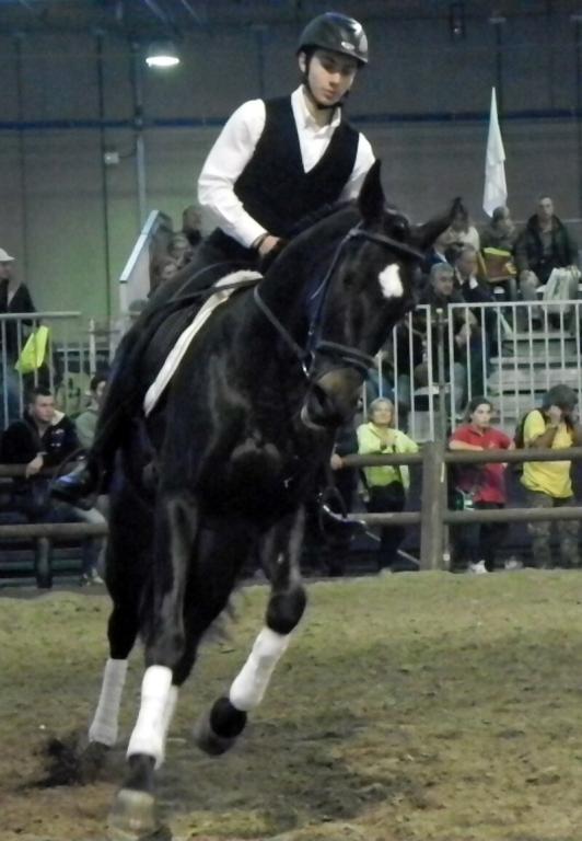 Salernitano monté à la Fieracavalli 2014 - CC BY-SA 3.0 - Justlettersandnumbers 