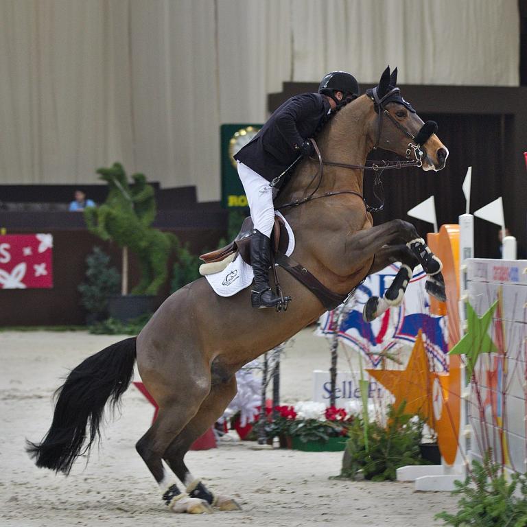 Présentation d'un étalon selle français au haras national de Cluny. - CC BY-SA 3.0 - Eponimm 