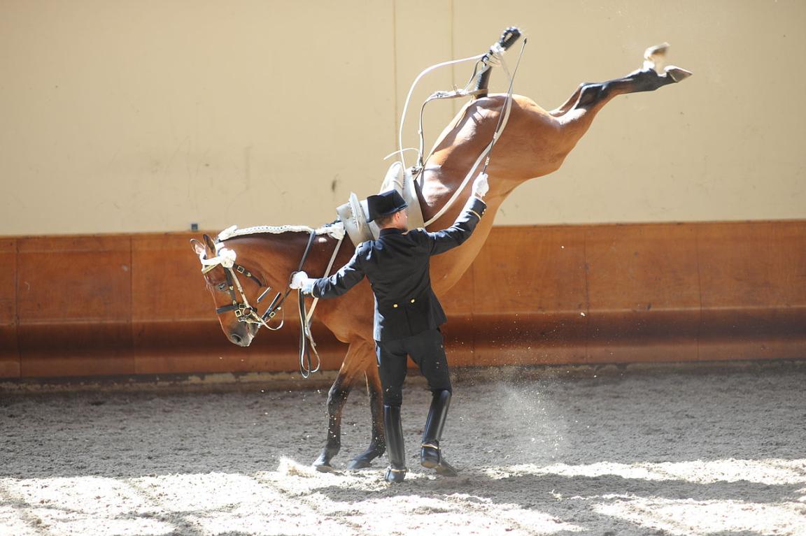 Le Cadre noir utilise une majorité de chevaux selle français. - CC BY-SA 3.0 - Alain Laurioux