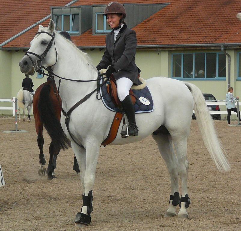 Étalon gris shagya arabe en saut d'obstacles, France - CC BY-SA 3.0 - Photo :Véronique Mestre Gibaud