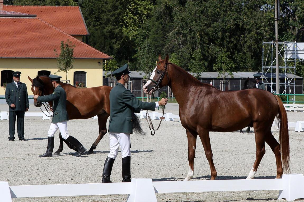 Présentation de Shagyas au haras de Topoľčianky, en Slovaquie. - CC0 1.0