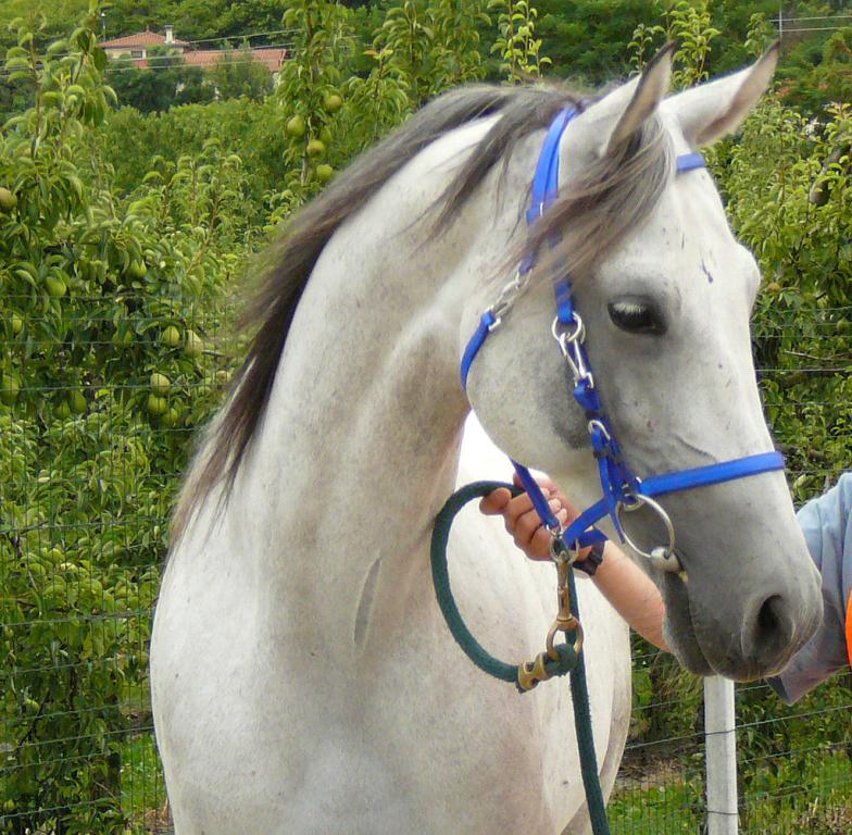 Portrait d'un étalon shagya gris clair - CC BY-SA 3.0 - Photo : Véronique Mestre Gibaud