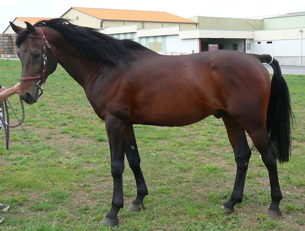 Étalon shagya bai, une robe beaucoup plus rare que le gris. - CC BY-SA 3.0 - Photo : Véronique Mestre Gibaud