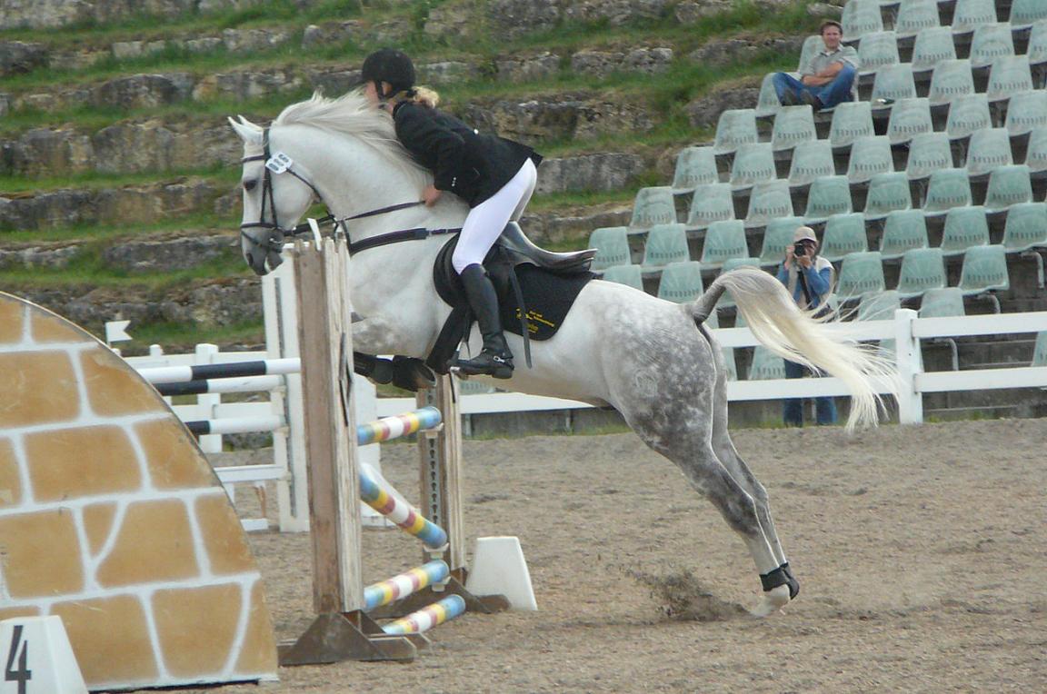 Étalon Shagya en compétition de saut d'obstacles. - CC BY-SA 3.0 - Photo : Véronique Mestre Gibaud