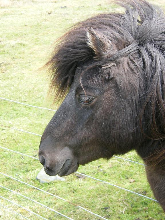Shetland noir, vu de profil. - CC BY-SA 2.0 - Photo : Chris Booth 